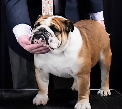 Exact Classic Geronimo at a dog show