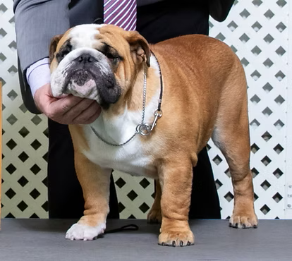Exact Classic Stihl at a dog show